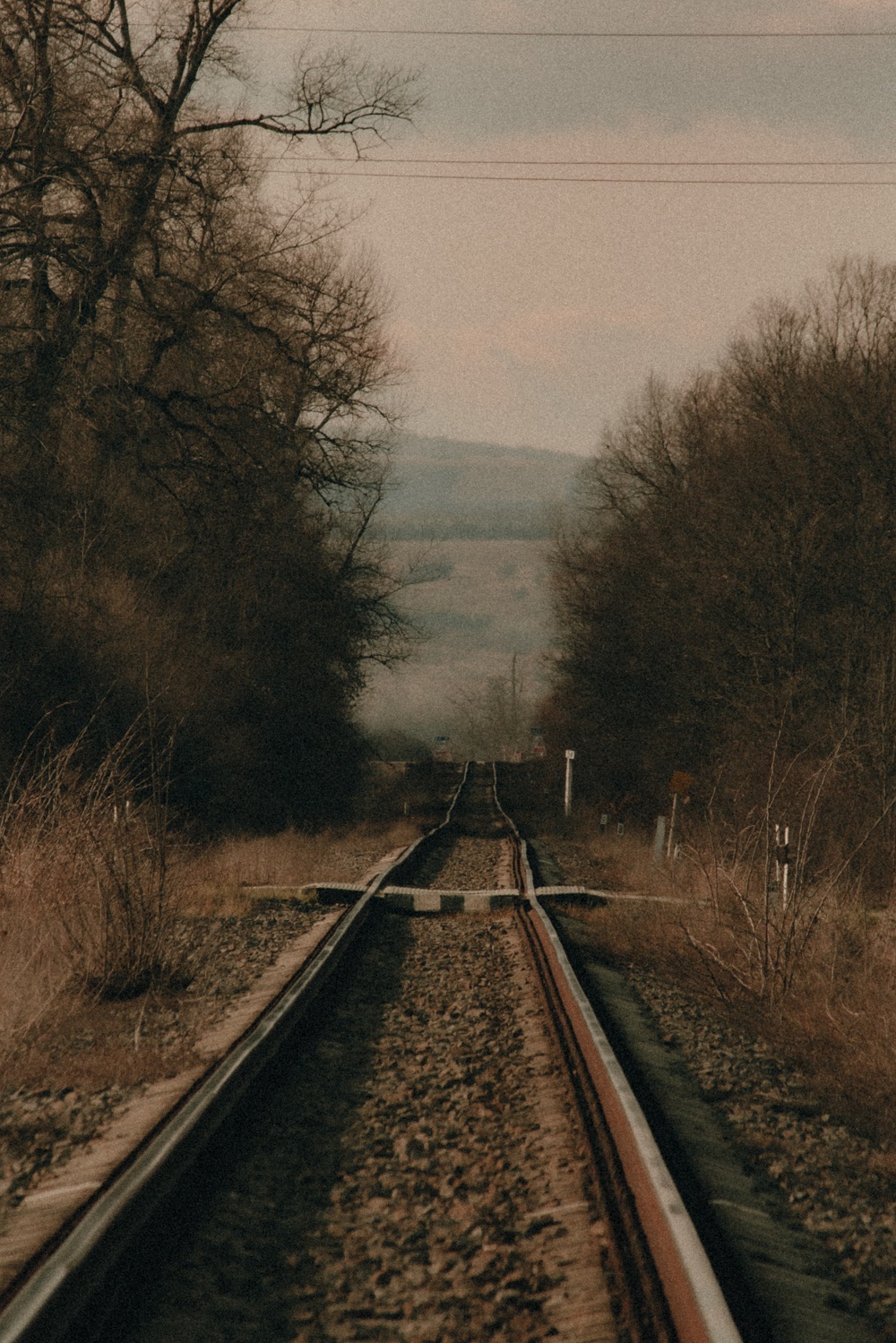 Here we have a railroad surrounded by trees.